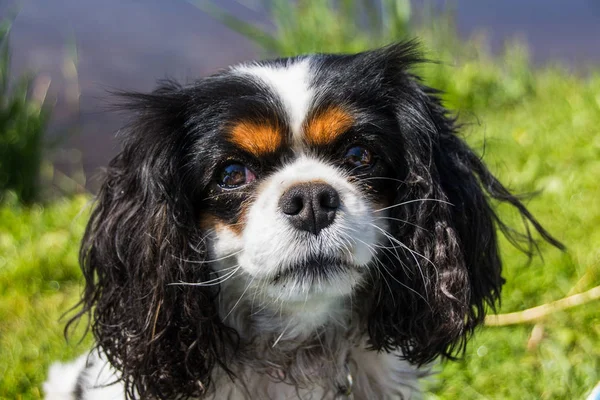 Şövalye Kral Charles Spaniel