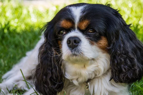 Şövalye Kral Charles Spaniel