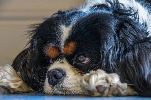 Şövalye Kral Charles Spaniel