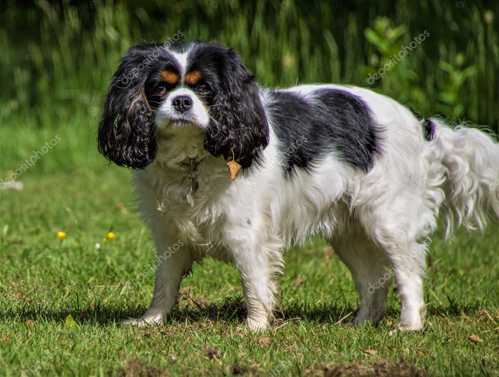 tricolor cavalier king charles spaniel tricolor cavalier king charles spaniel