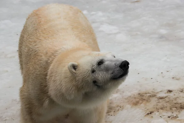 Bir kutup ayısı hayvanat bahçesinde yakın çekim portre