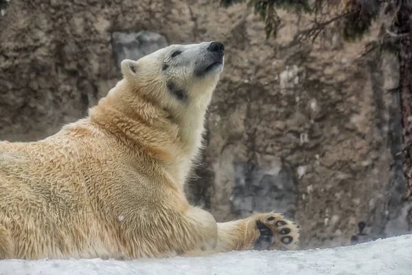 Bir kutup ayısı hayvanat bahçesinde yakın çekim portre