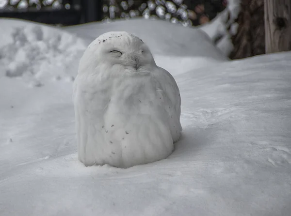 Hayvanat Bahçesi, Japonya, Asya karda kamufle şirin bir kar baykuşu