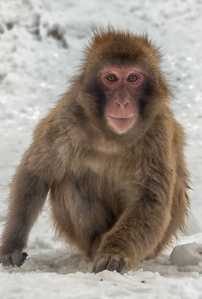 Japonya Asya hayvanat bahçesinde makak maymunu portresi yakın çekim