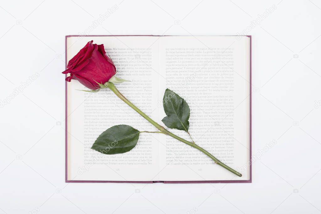 Rose with a book