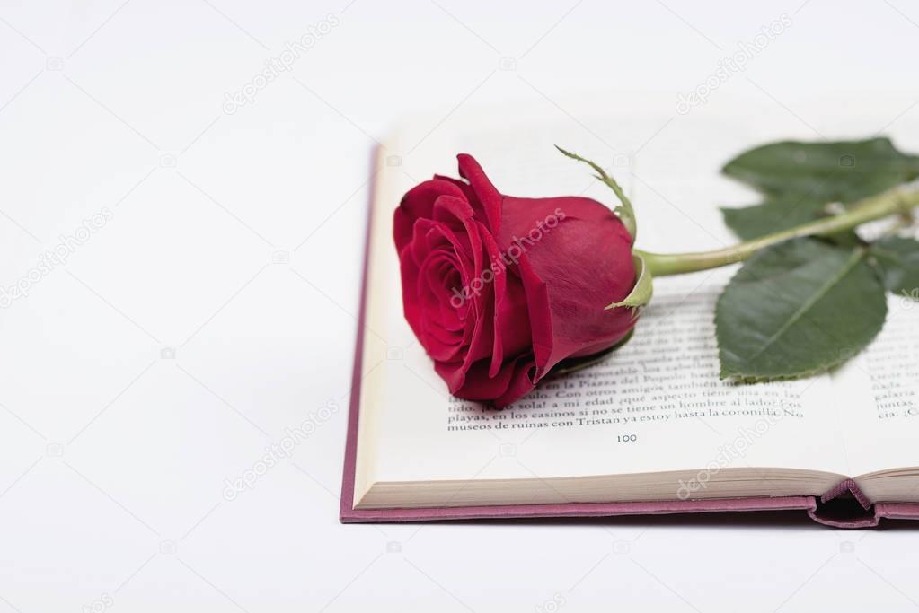 Rose with a book