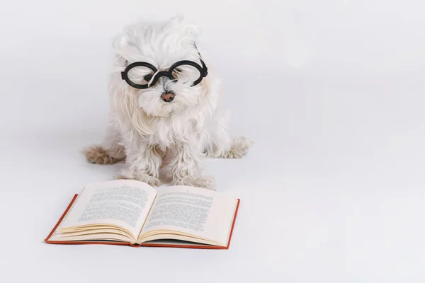 Zabawny Pies Okulary Książka Białym Tle — Zdjęcie stockowe