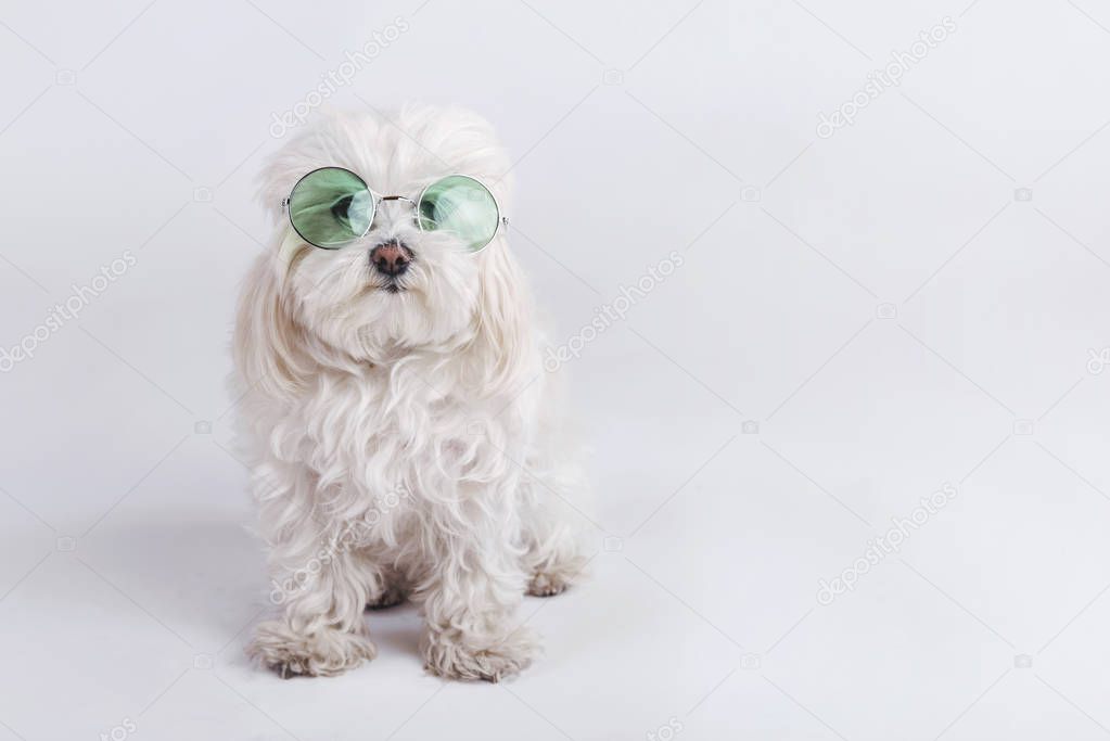 funny dog with sunglasses on white background