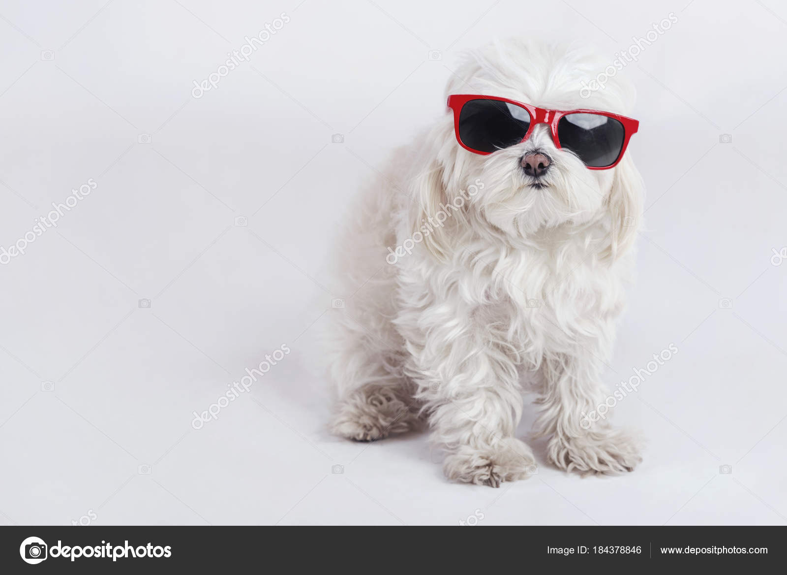 Funny Dog Sunglasses White Background Stock Photo by ©esthermm 184378846