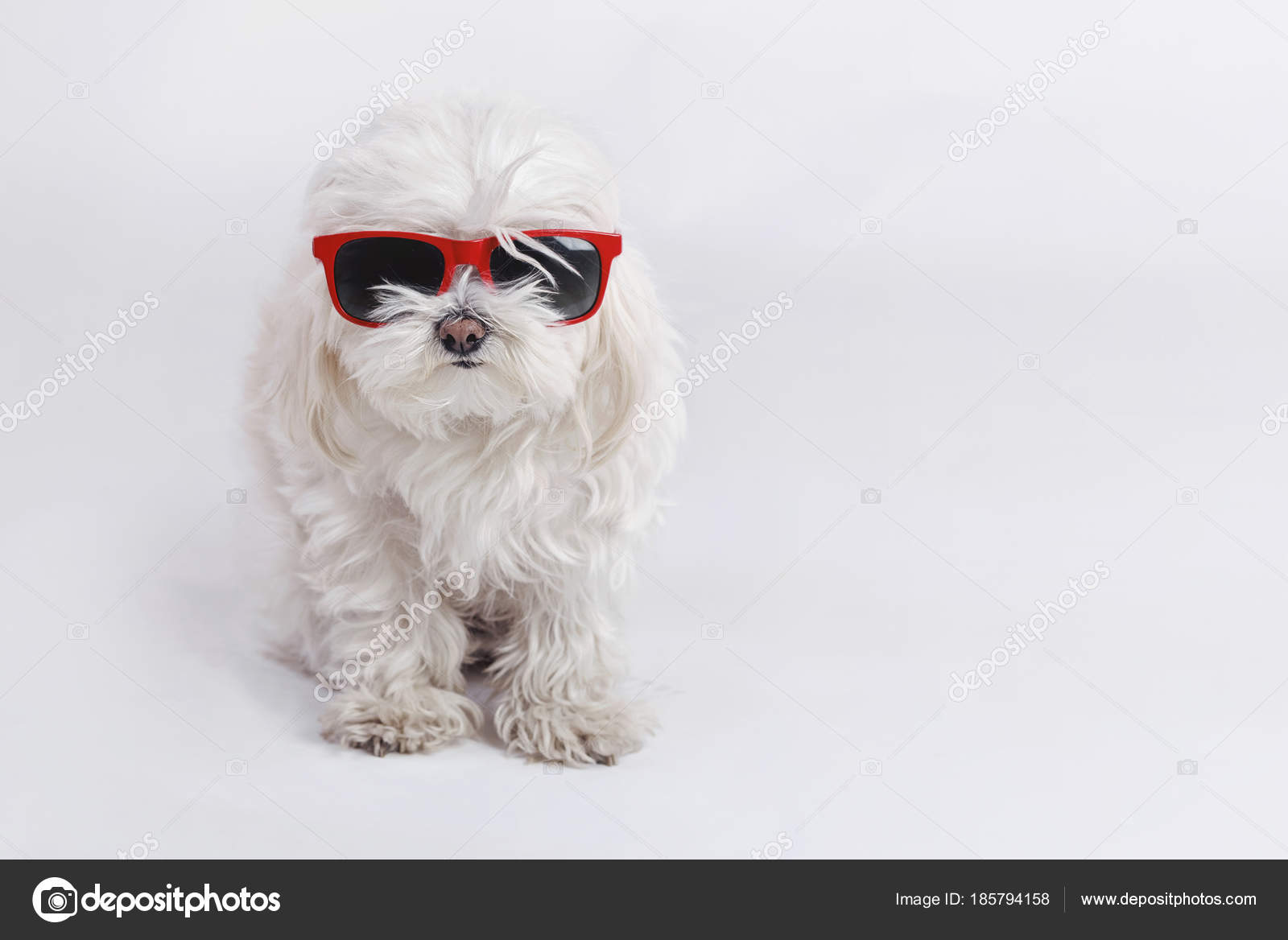 Lustiger Hund Mit Sonnenbrille Auf Weißem Hintergrund Stockfotografie
