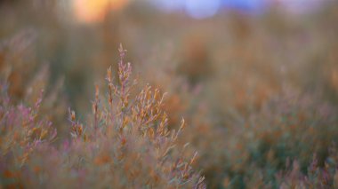 çayır vintage sesi ile güneşli gün, güzel. Konu bulanık.