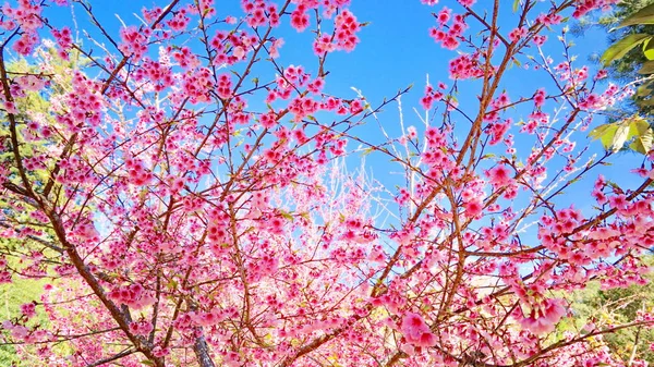 美丽的草甸在阳光明媚的日子 与复古色调 主题模糊 — 图库照片