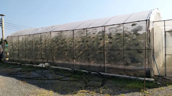 Vegetable Hydroponic System Young Fresh Frillice Iceberg Salad Growing Garden — Stock Photo, Image