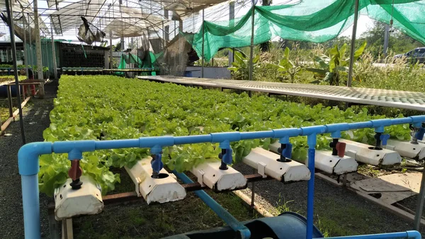 野菜の水耕栽培システム 若くて新鮮なフリルイス氷山サラダ栽培庭の水耕栽培健康食品のための有機温室内の土壌農業なしで水に水耕栽培 — ストック写真
