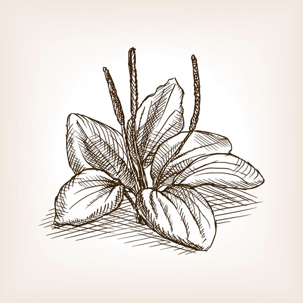 Plantago plante croquis style vectoriel illustration — Image vectorielle