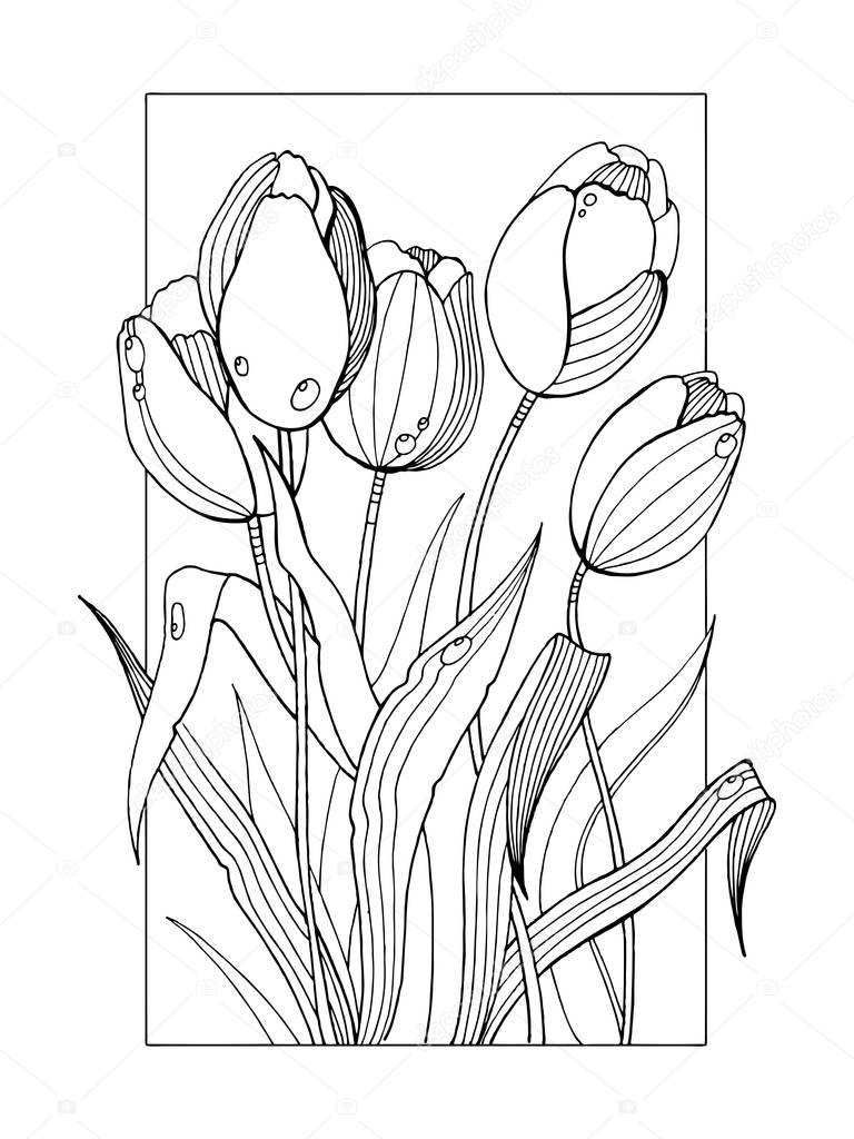 Tulip flowers coloring book vector illustration