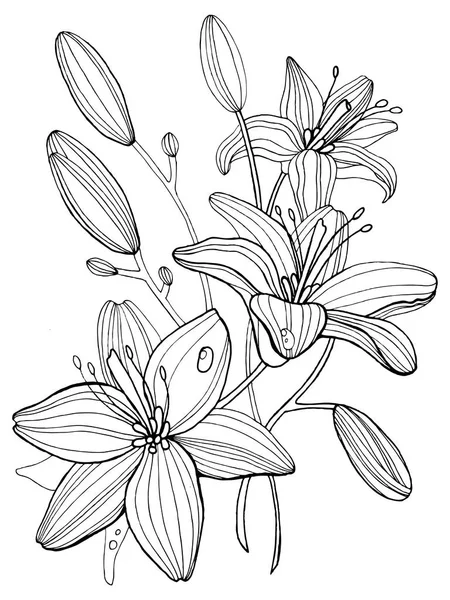 Lily bloemen kleurplaten boek vectorillustratie — Stockvector