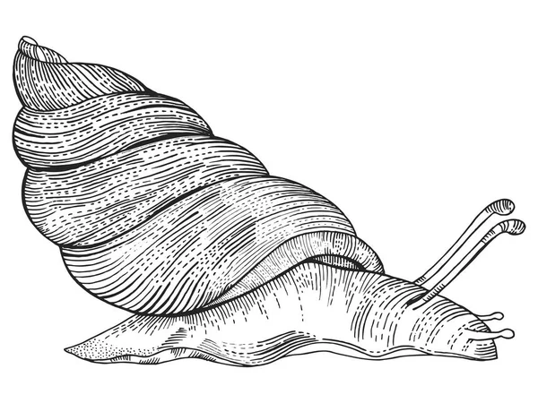 Illustration vectorielle de style gravure escargot — Image vectorielle