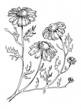 Officinalis tıbbi bitki oyma stil vektör