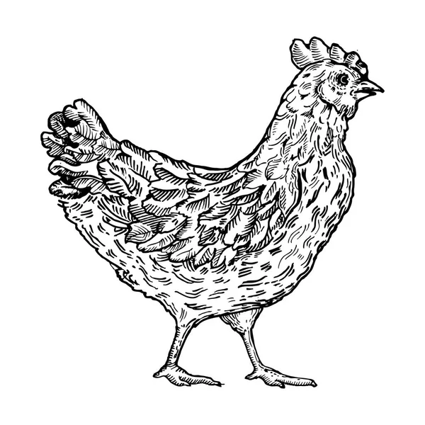 Csirke madár gravírozás stílus vektoros illusztráció — Stock Vector