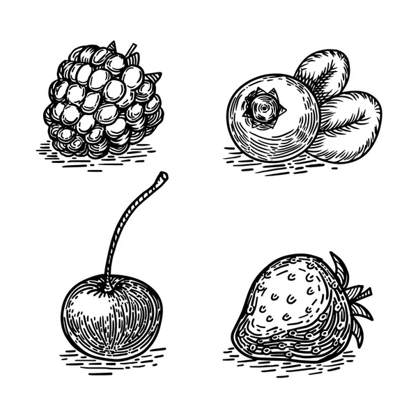 Векторная иллюстрация стиля гравировки ягод — стоковый вектор