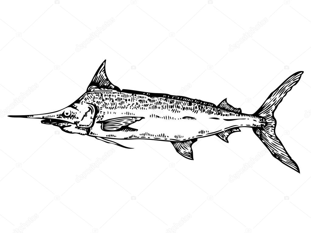 Swordfish engraving style vector illustration