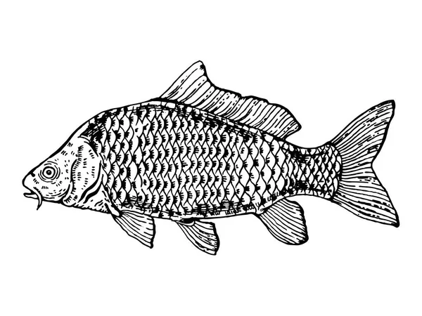 Illustration vectorielle de style gravure poisson carpe — Image vectorielle