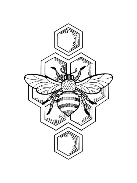 Bee and honeycombs engraving style vector Royalty Free Stock Illustrations