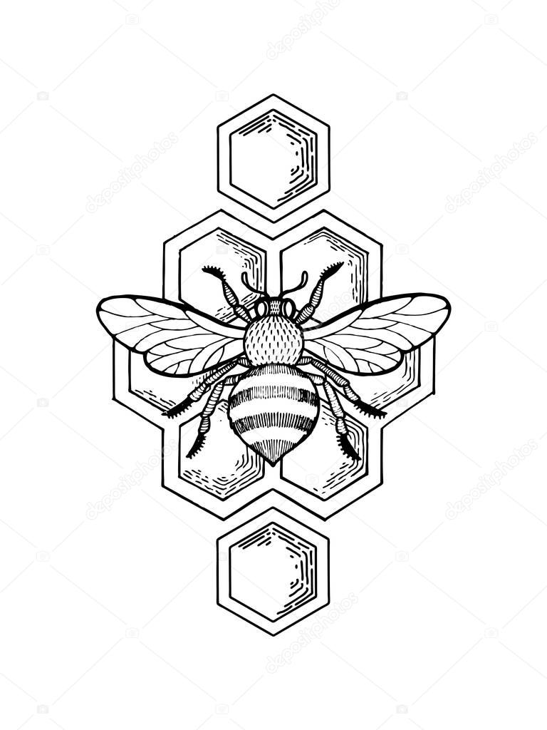 Bee and honeycombs engraving style vector
