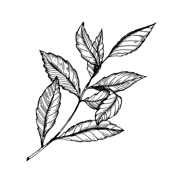 Zweig der Teepflanze Stilvektor — Stockvektor