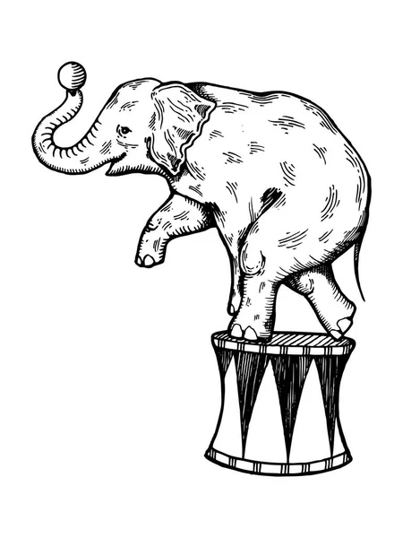 Vecteur de gravure sur éléphant de cirque — Image vectorielle