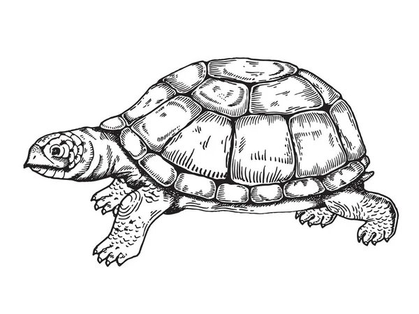Vecteur de style gravure tortue — Image vectorielle
