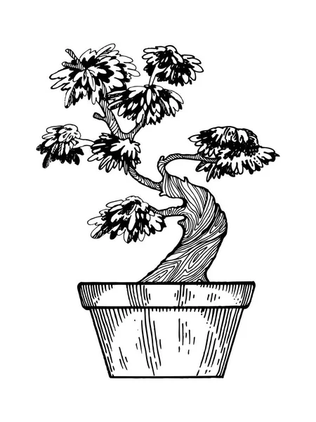 Bonsai árbol grabado vector ilustración — Vector de stock