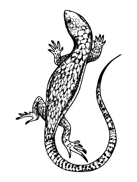 Ilustración de vectores de grabado lagarto — Vector de stock