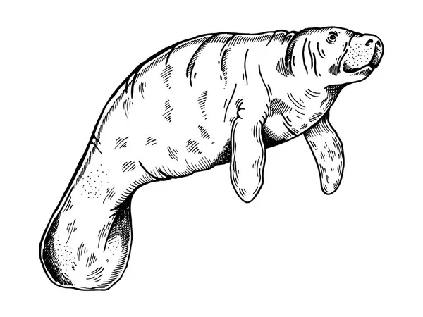 Manatí animal grabado vector ilustración — Vector de stock