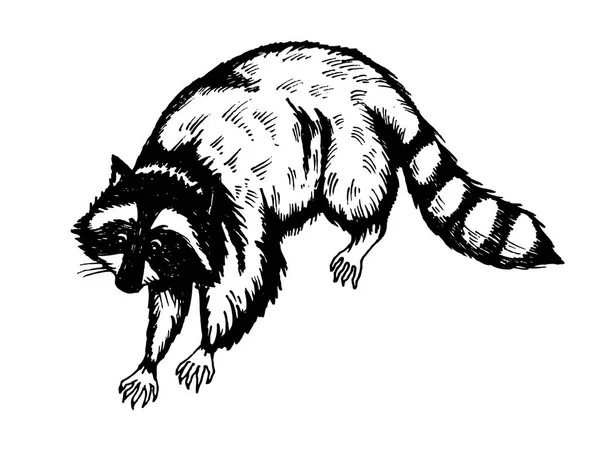 Illustration vectorielle de gravure de raton laveur — Image vectorielle