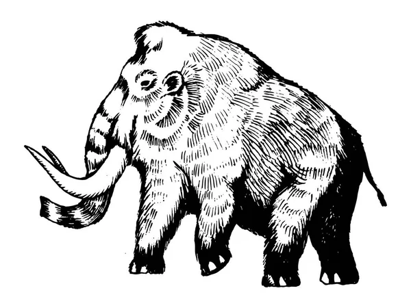Векторная иллюстрация мамонта — стоковый вектор