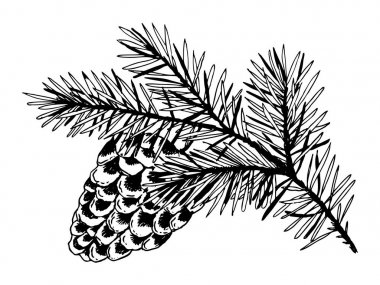 Koni oyma vektör ile çam dalı