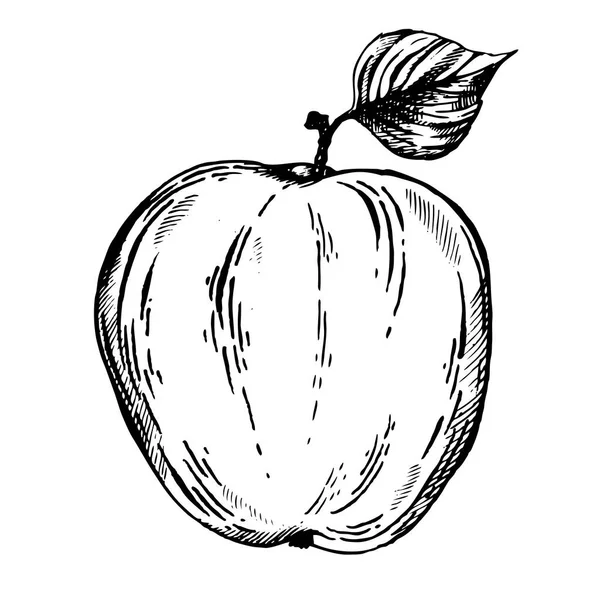 Apfel Obst Gravur Vektor Illustration — Stockvektor