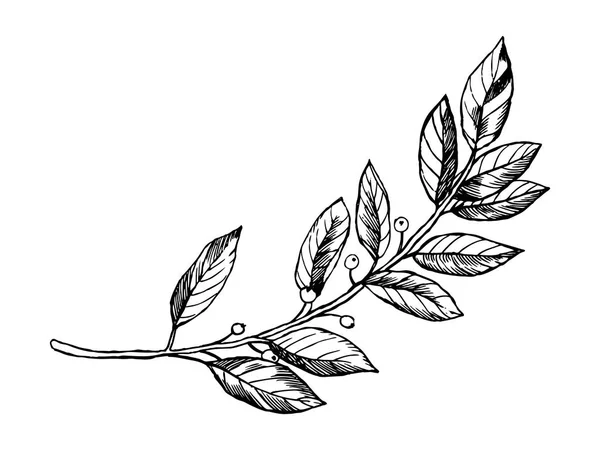 Illustration vectorielle de gravure de branche de laurier — Image vectorielle
