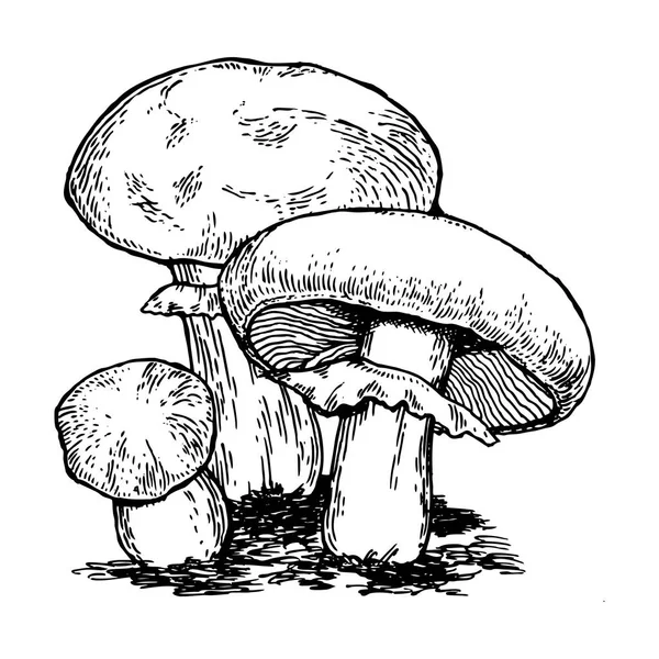 Paddestoelen gravure vectorillustratie — Stockvector