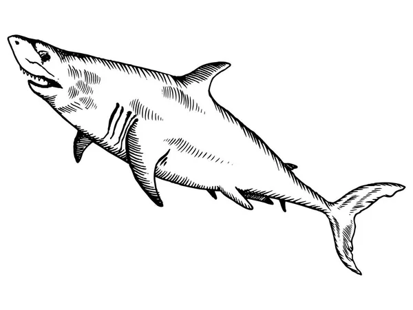 Ilustración del vector de grabado de tiburones — Vector de stock