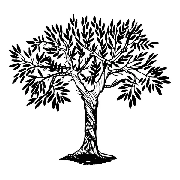 オリーブの木彫刻ベクトル図 — ストックベクタ