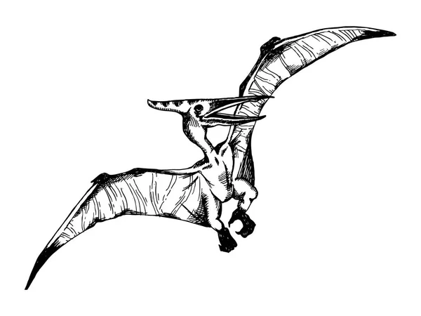 Pterodactyloidea grabado vector ilustración — Vector de stock