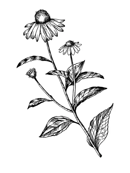 Echinacea 의료 허브 조각 벡터 — 스톡 벡터