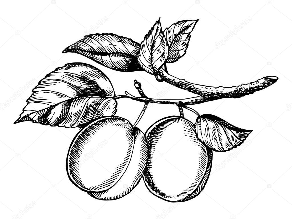 Sprig of plum engraving vector illustration