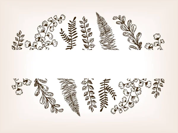 Bladen av växter gravyr vektorillustration — Stock vektor