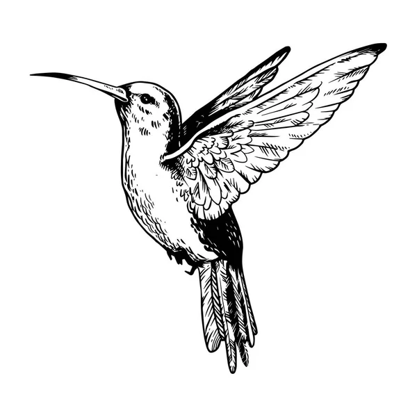 Humming bird engraving vector illustration — Stock Vector