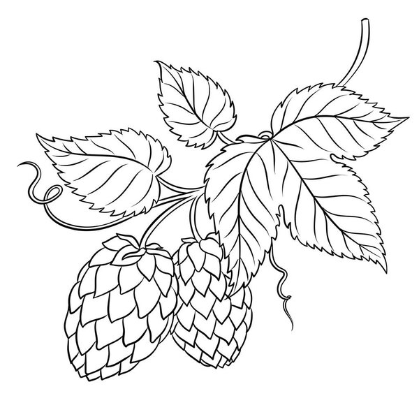 Branch of hops coloring book vector