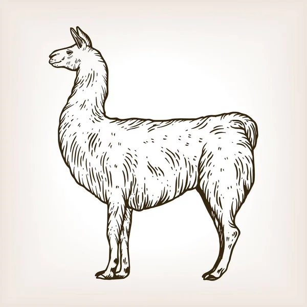 Llama animal engraving vector illustration — Stock Vector